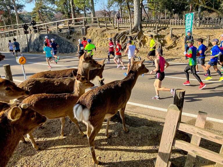 日本【奈良馬拉松】參賽權＋2晚住宿｜鹿群陪跑＋古都巡禮一次搞定